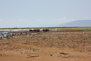 マニャラ湖のカバの群とフラミンゴ
