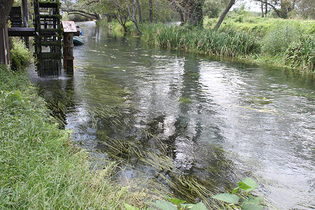 蓼川の清流と水車