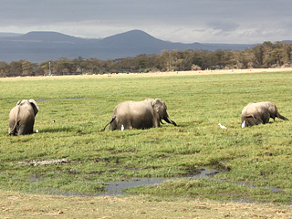 アンボセリの沼地で遊ぶ象