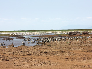 マニャラ湖のカバの池に集まる鵜、ペリカンの群れ