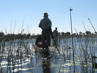 湿地帯を巡るモコロサファリ（オカバンゴ（ボツワナ））